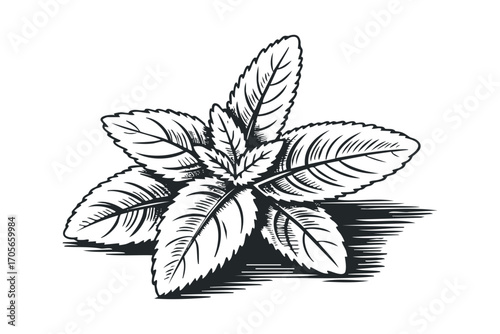 Black and white line art of a fresh mint plant on a transparent. Vector hand drawn illustration