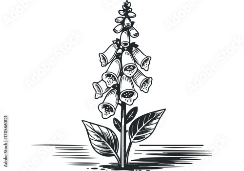 Tall digitalis flower with bell shaped blooms and leaves on transparent background. Vector hand drawn illustration