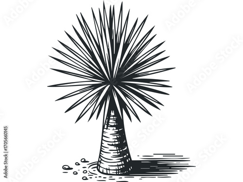 Yucca Plant Sketch Transparent. Vector hand drawn illustration