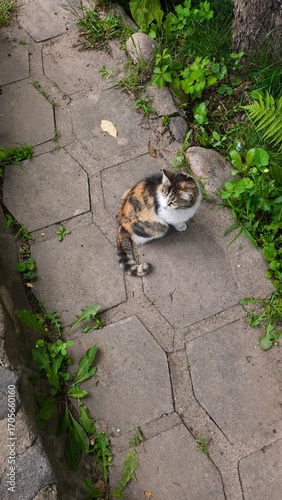 beautiful spotted cat sitting on the stone path in the garden