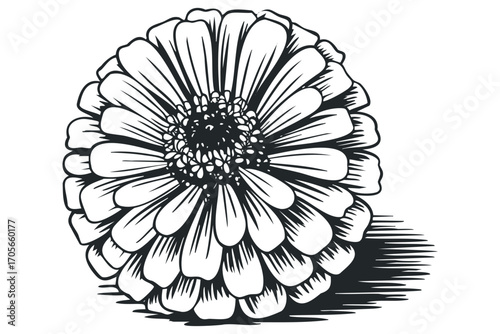 Detailed line drawing of a flower head on transparent background. Vector hand drawn illustration