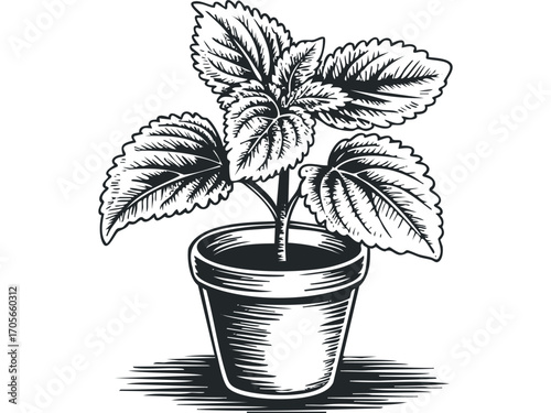 Potted plant with textured leaves. Vector hand drawn illustration