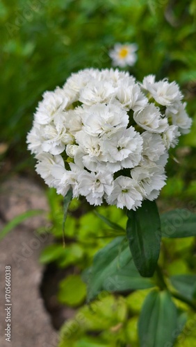 beautiful sweet-william flowers in the summer garden