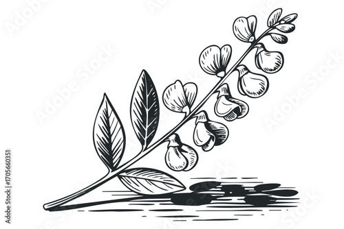 Hand drawn sketch of a flowering pea vine with leaves and pods on a transparent background. Vector hand drawn illustration