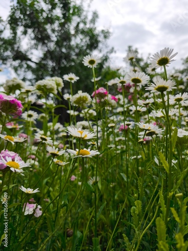 beautiful white chamimile blooming in the summer garden in the blue sky background