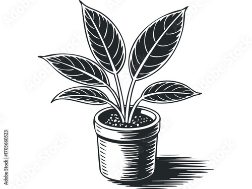 Potted plant with striped leaves on transparent background. Vector hand drawn illustration