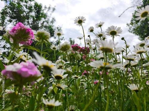 beautiful white chamimile blooming in the summer garden in the blue sky background