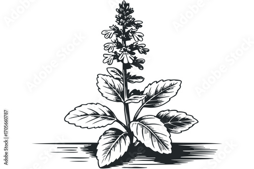 Outline drawing of a flowering herb plant. Vector hand drawn illustration