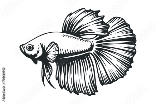 Betta Fish With Flowing Fins Isolated on White Transparent Background. Vector hand drawn illustration