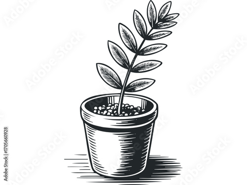 Young plant in pot. Vector hand drawn illustration