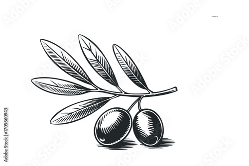 Olive branch with two olives, pen and ink drawing, isolated on white. Vector hand drawn illustration