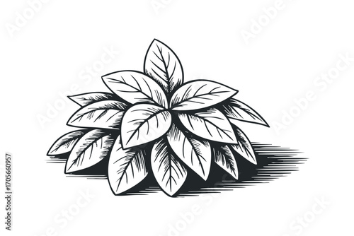 Stylized bunch of leaves with hatched shading on transparent. Vector hand drawn illustration