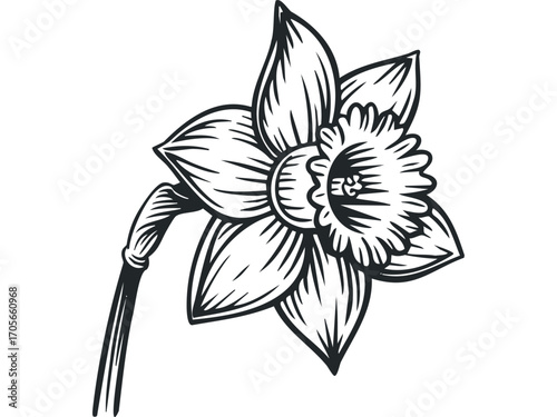 Black and white graphic drawing of a single daffodil flower on transparent background. Vector hand drawn illustration