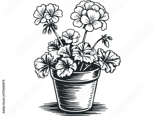 Potted Geranium Flowers with Detailed Petals and Leaves. Vector hand drawn illustration