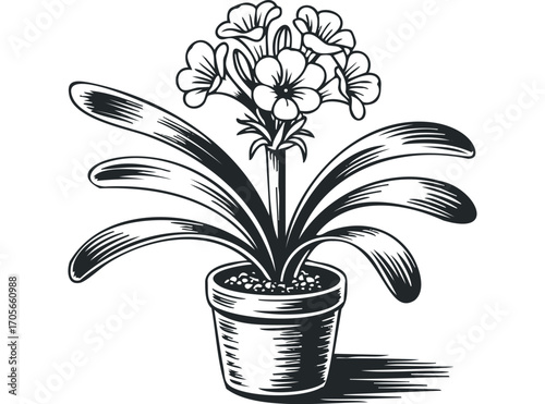 Black and white engraving style potted primrose plant. Vector hand drawn illustration