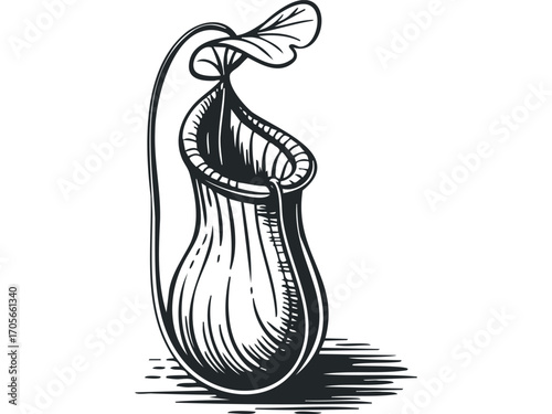 Carnivorous Pitcher Plant Isolated. Vector hand drawn illustration