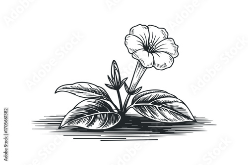 Black ink drawing of a flowering plant on a transparent background. Vector hand drawn illustration
