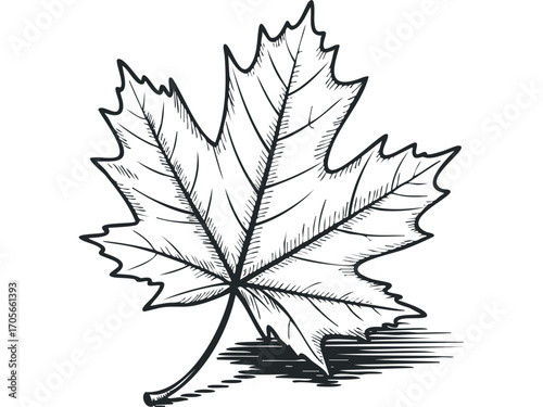 Hand drawn maple leaf outline on transparent background. Vector hand drawn illustration
