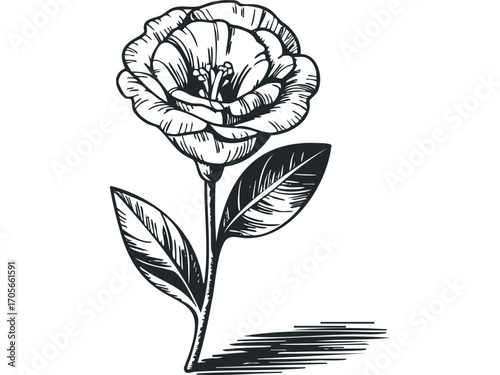 Hand drawn black ink flower bloom with leaves and shadow on white. Vector hand drawn illustration