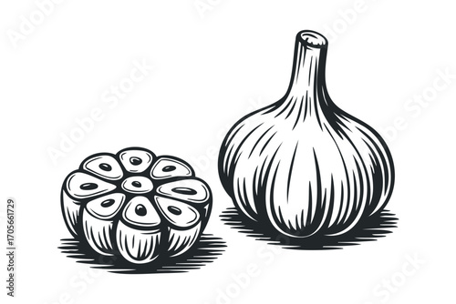 Pungent garlic bulb and halved head with cloves. Vector hand drawn illustration