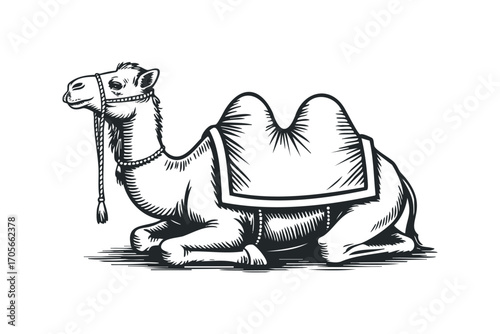Dromedary Camel Lying Down. Vector hand drawn illustration
