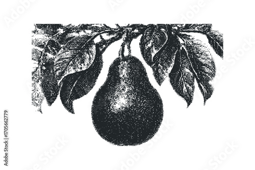 Textured Pear on Branch Isolated. Vector hand drawn illustration
