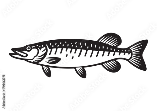 Fish pike line art vector