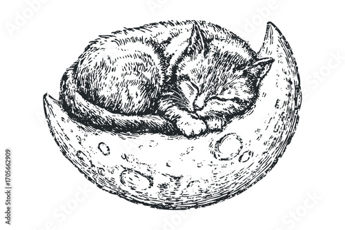 Sketch of a sleeping kitten curled on a crescent moon. Vector hand drawn illustration