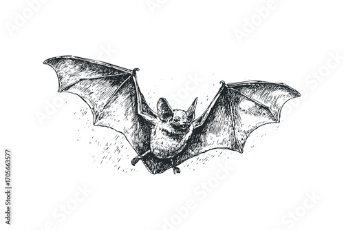 Penciled illustration of a flying bat spread wings. Vector hand drawn illustration