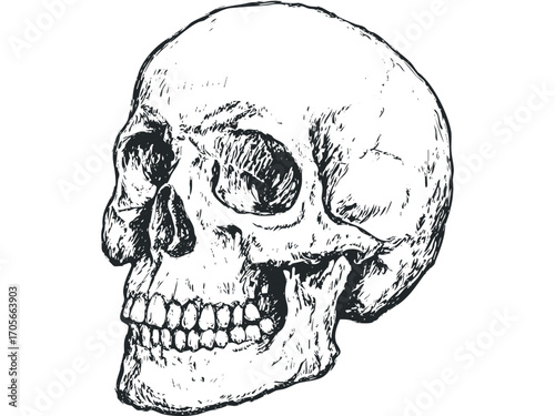 Sketch of human skull on transparent background. Vector hand drawn illustration