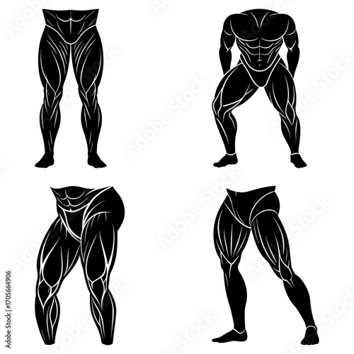 Four illustrations showcasing muscular male torsos and legs in various poses and bodybuilder stances