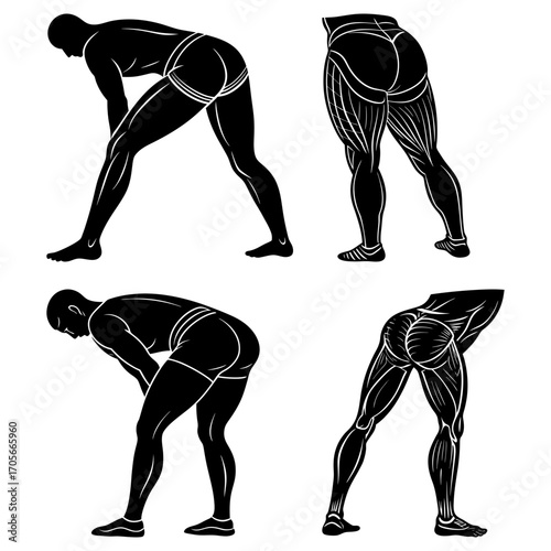 Anatomical study showing human figures bending over with muscle details in black and white illustration style
