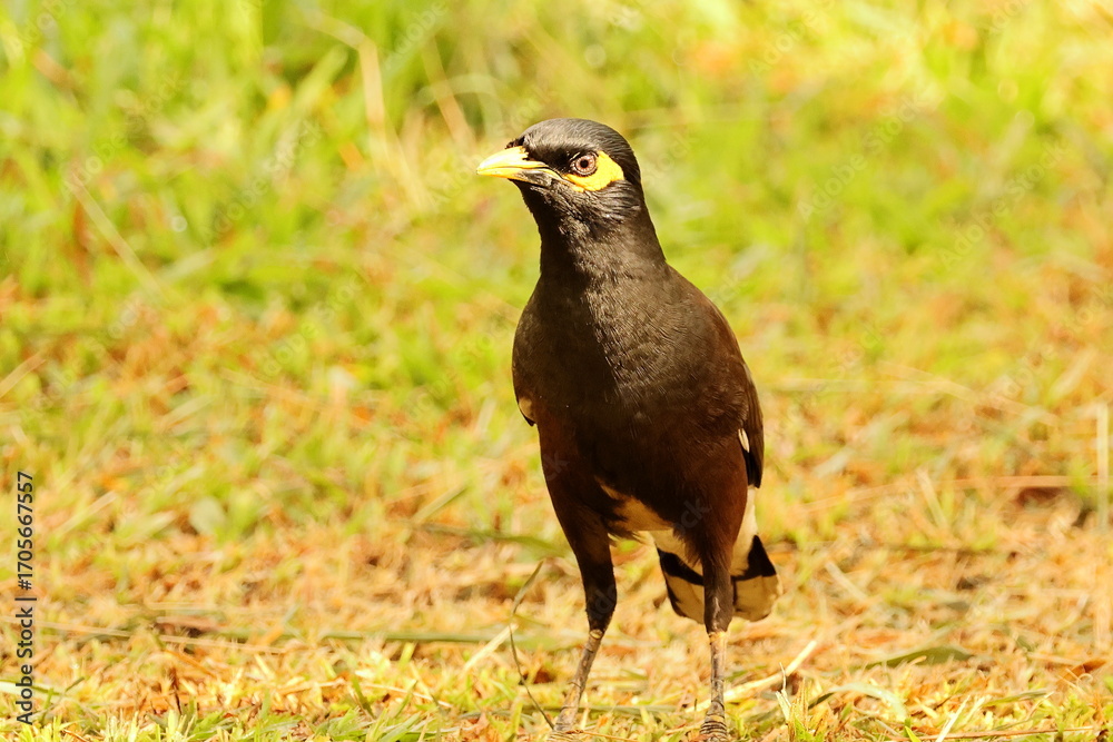 Obraz premium Birds of SL