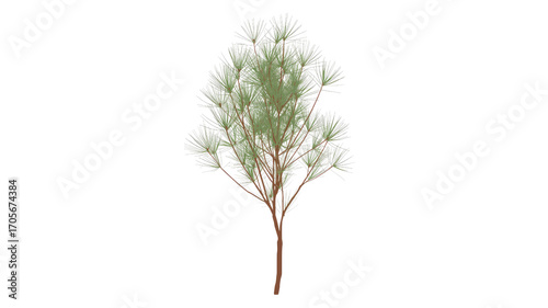 Delicate White Pine Sapling, Isolated on Transparent Background