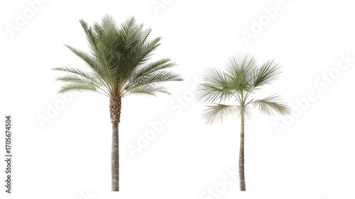 Two Isolated Palm Trees on Transparent Background Date Palm and Silver Saw Palmetto