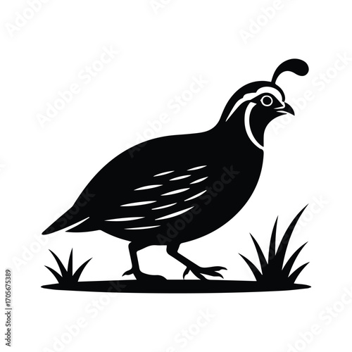 Quail walk bird silhouette vector illustration on white background for logo design