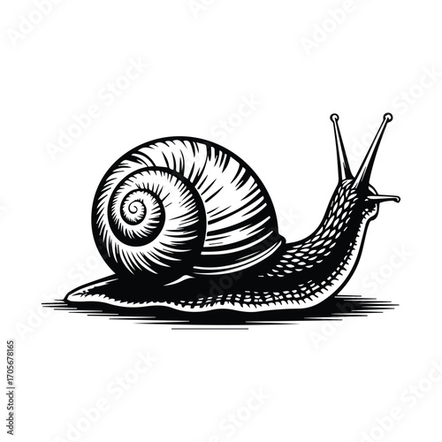 Slow and Steady Black and White Snail Illustration Representing Perseverance and Determination