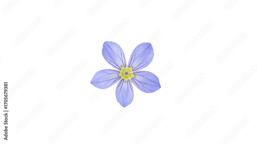 Obraz premium Delicate Blue Flax Flower Blossom on Transparent Background