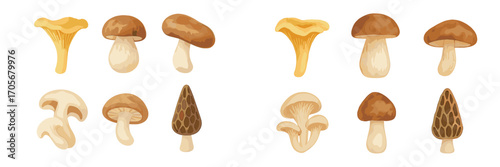 Assortment of edible wild and cultivated fungi including chanterelle, porcini, and morel mushrooms, ideal for culinary designs and nature themes