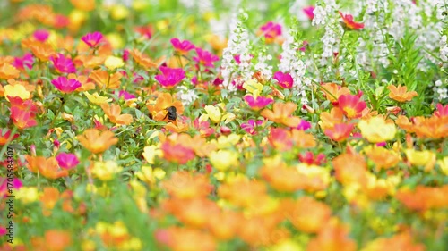 カラフルなポーチュラカの花
