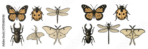 Diverse insects collection including butterflies, beetles, moths, and dragonflies in vintage scientific style