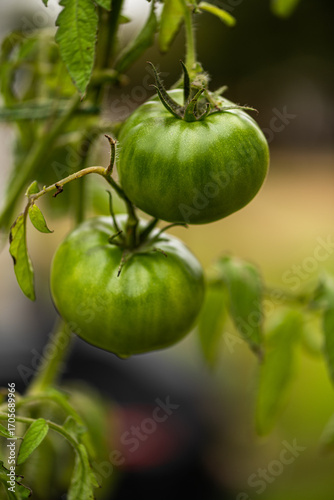 Green Tomatoes on the vine
