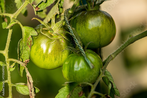 Green Tomatoes on the vine