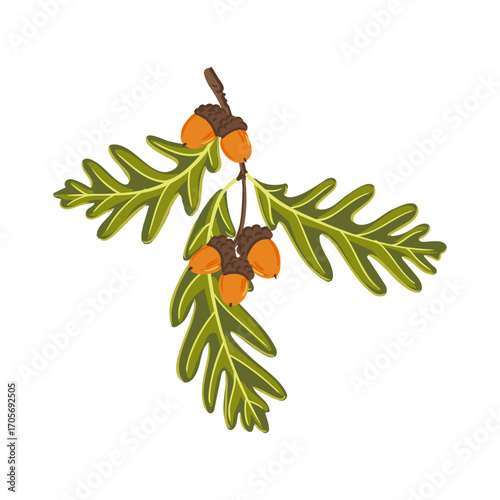 vector drawing tree branch of white oak with green leaves and acorns isolated at white background, Quercus alba, hand drawn illustration
