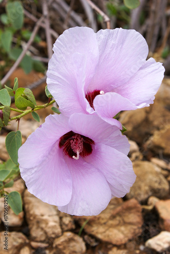 Flowers of Sturt's Desert Rose (Gossypium sturtianum), Northern Territory, Australia