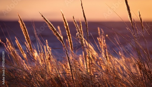 Golden Hour Illuminates Slender Blades Of Beach Grass Their Seed Heads Catching The Light Against A Blurred Background Of Muted Purples And Browns