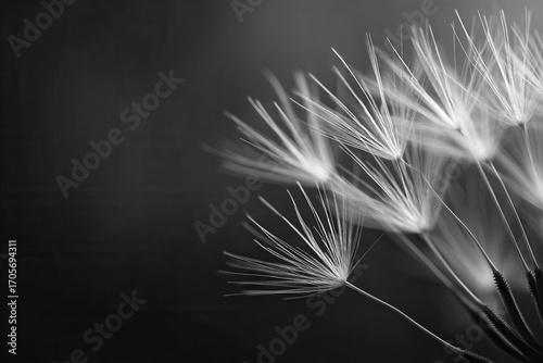 A close-up of delicate white flower petals against a dark backdrop, showcasing their intricate details and soft textures, ideal for nature-themed projects.