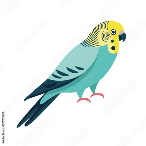 Illustration of a colorful parakeet or budgie on white background.