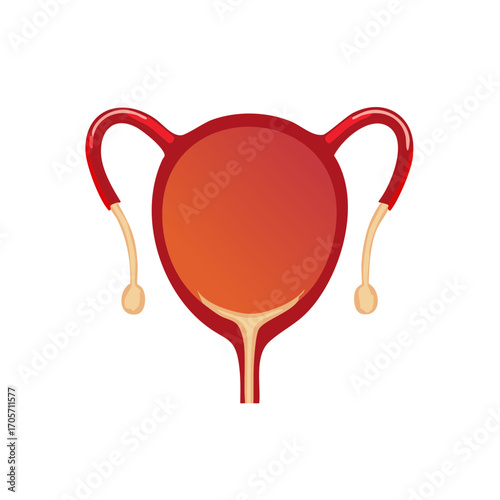 Stylized female reproductive system illustration with uterus and ovaries