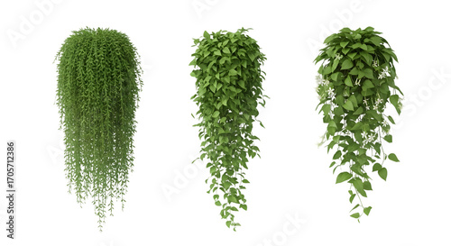 Three hanging plants isolated on transparent background, home decoration concept